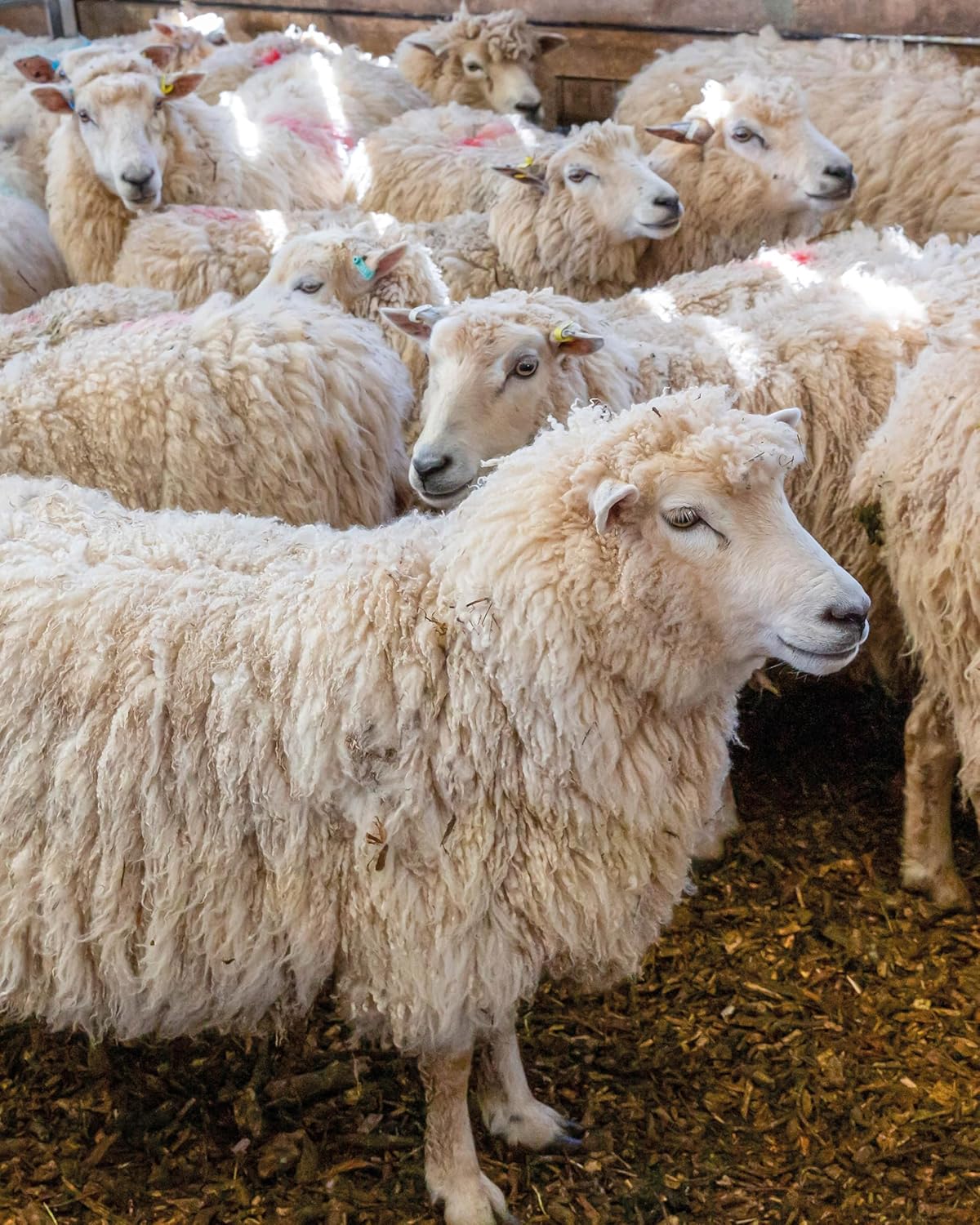 The World of Wool
